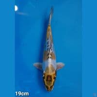 KIKO 19CM (FEMALE)