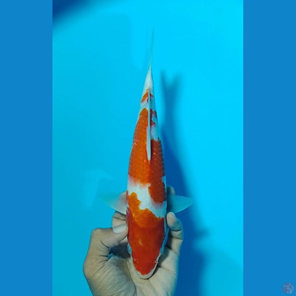 kohaku size : 27 cm
