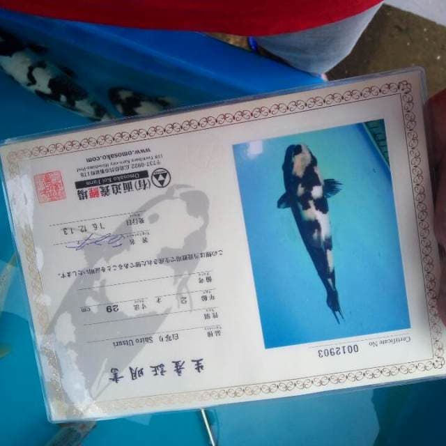Shiro import serti omosako