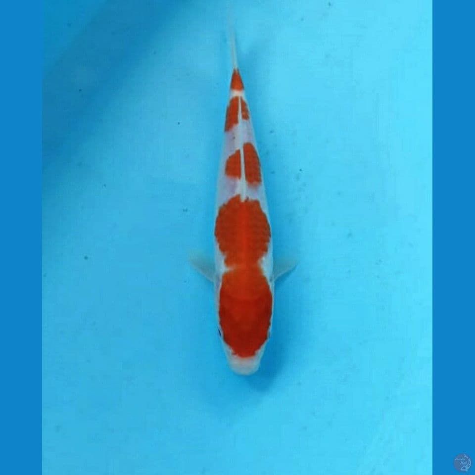 Kohaku 20cm