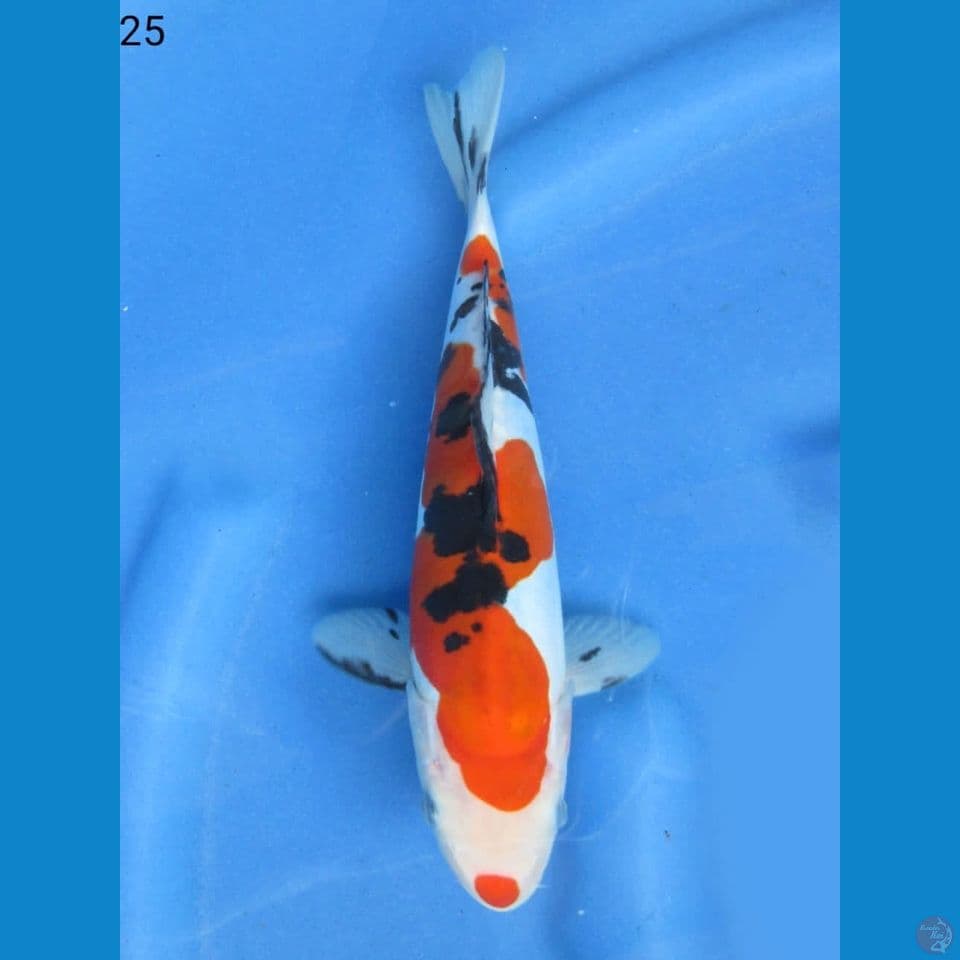 25cm - Sanke Doitsu Murni 