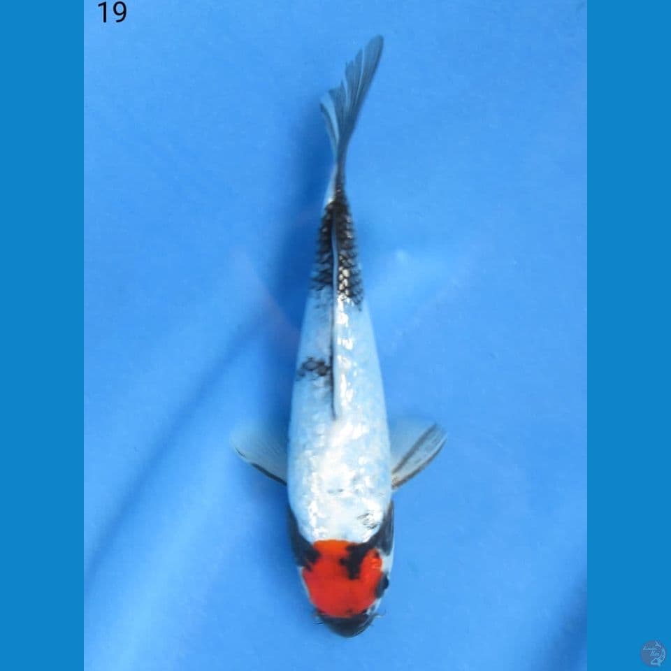 19cm - Tancho Showa Ginrin 