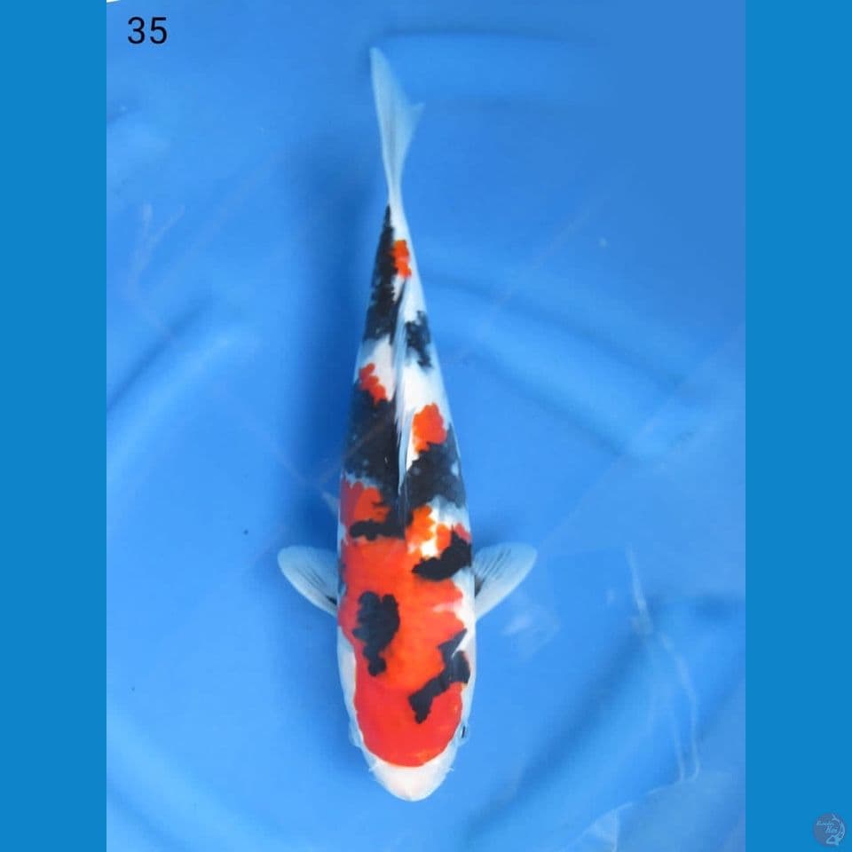35cm - Super Showa
