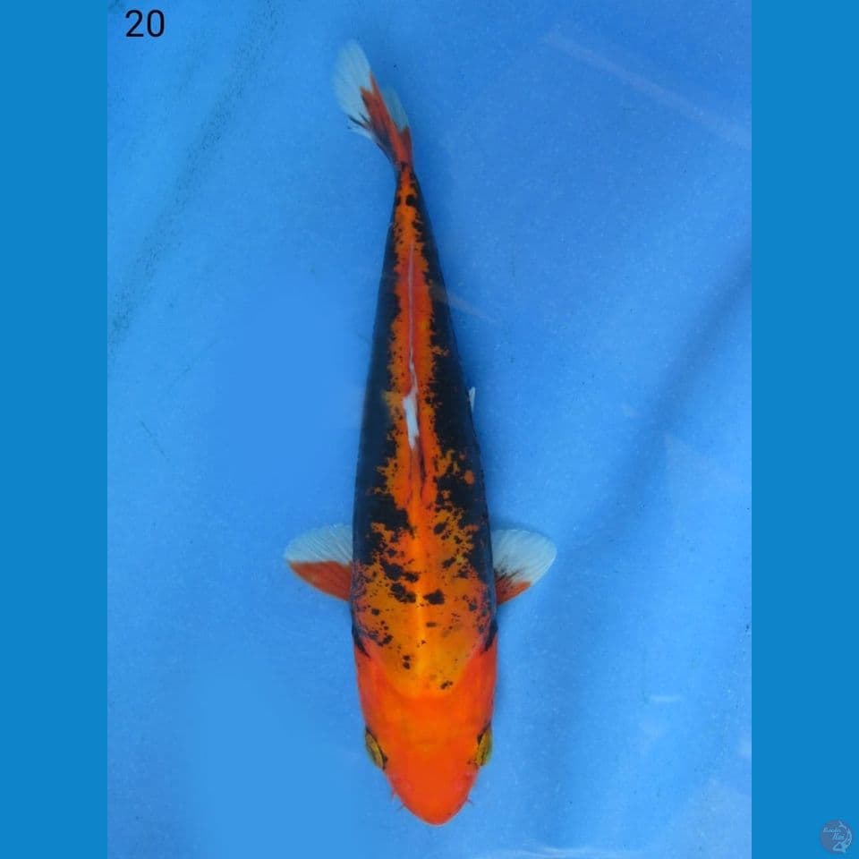 20cm - Benikumon