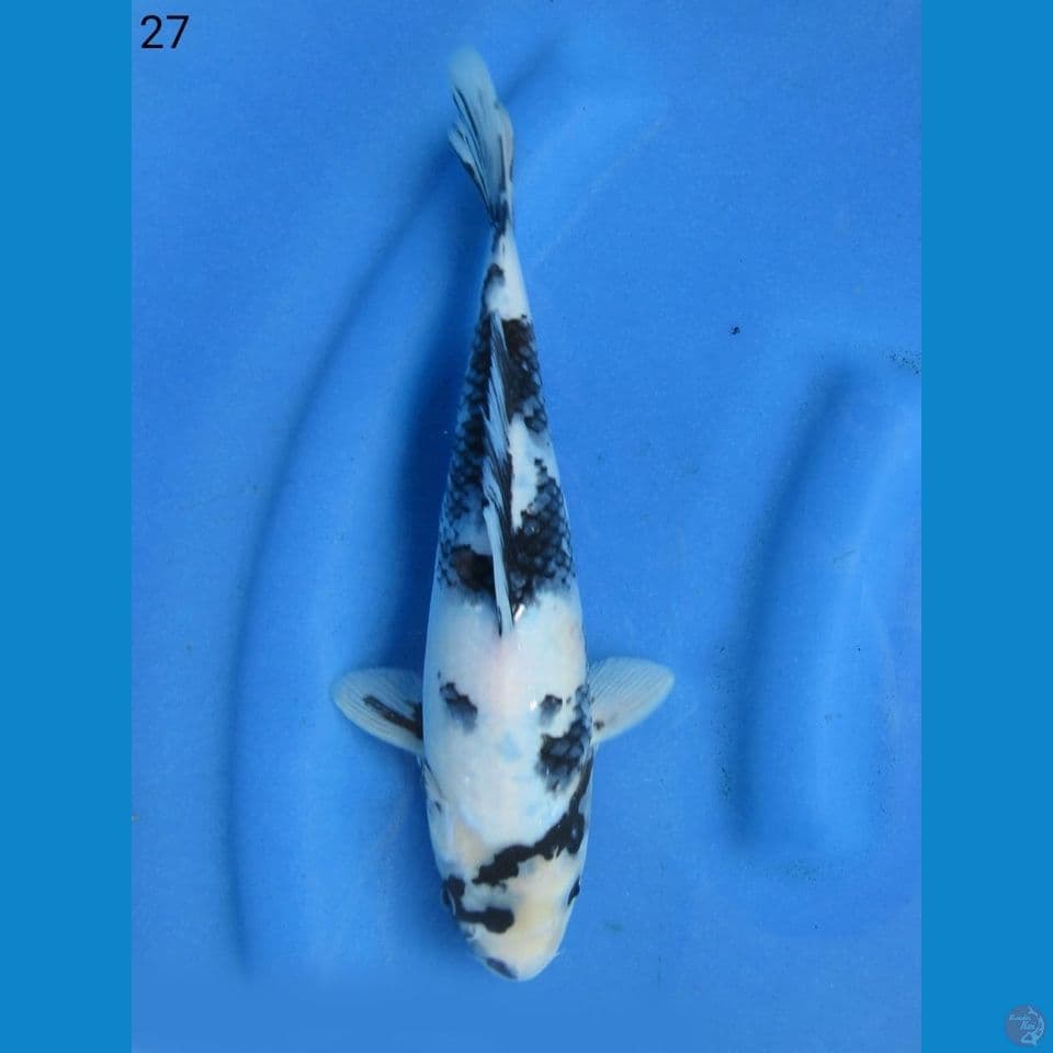27cm - shiro puti salju 