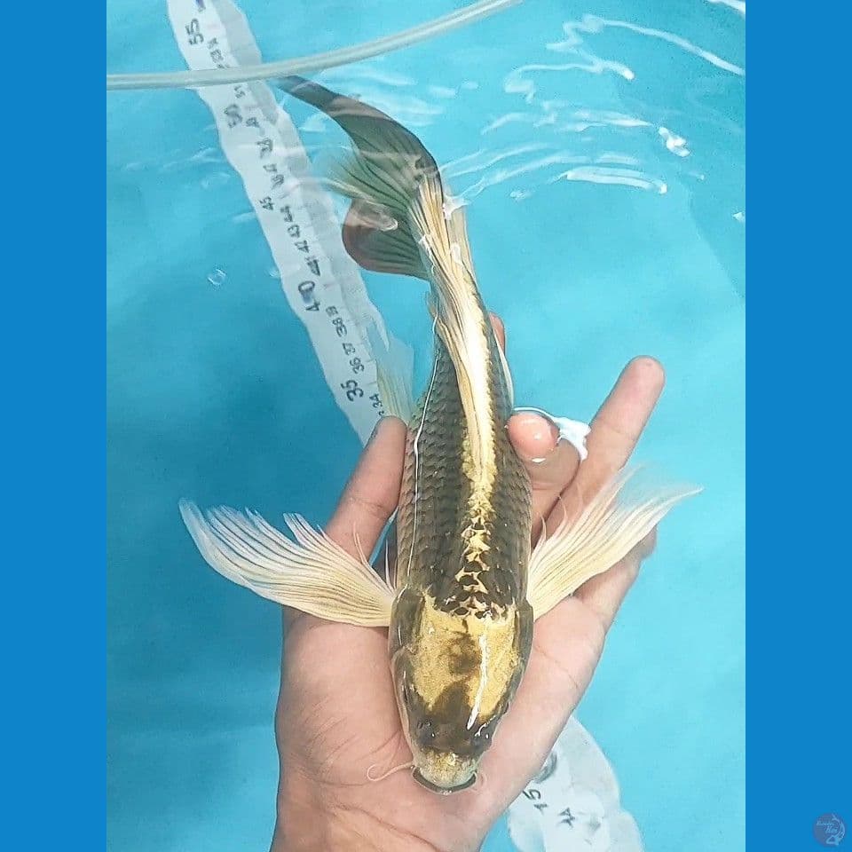 kumpay Kin Kabuto 25cm Female 