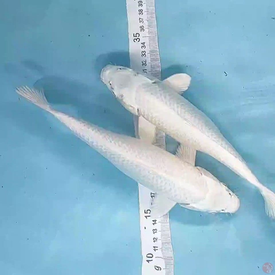 platinum 26&27cm