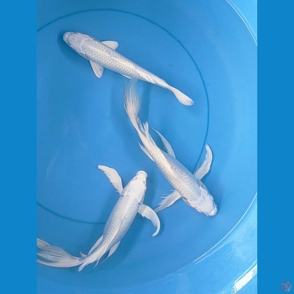platinum kumpay 25-27cm