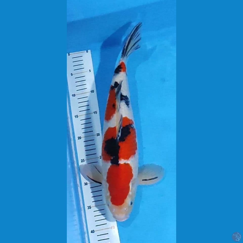 ~SANKE 42CM MALE~