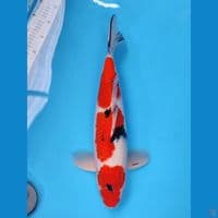 ~SANKE 44CM MALE~