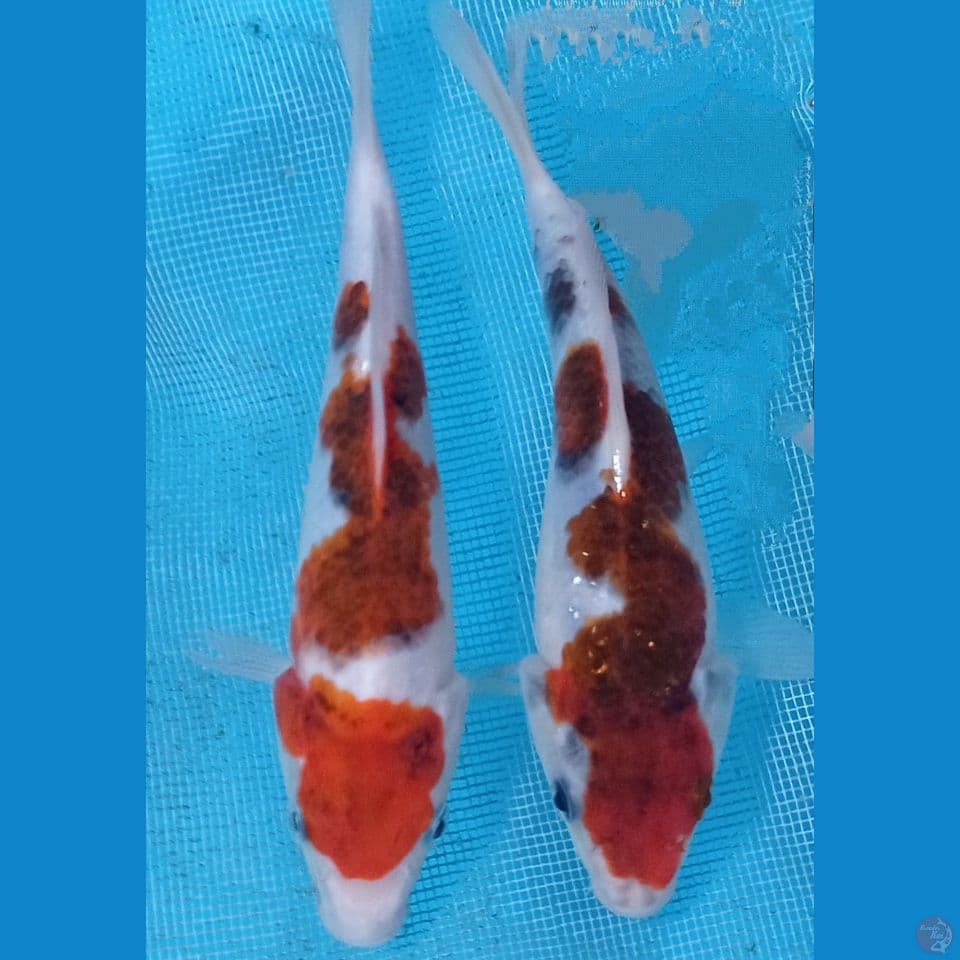 DUO GOROMO 20BU