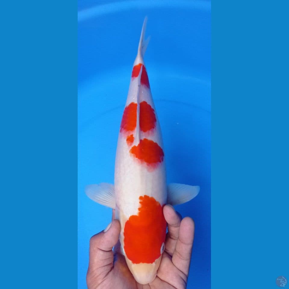 KOHAKU 38