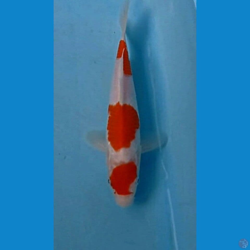kohaku, 22 cm
