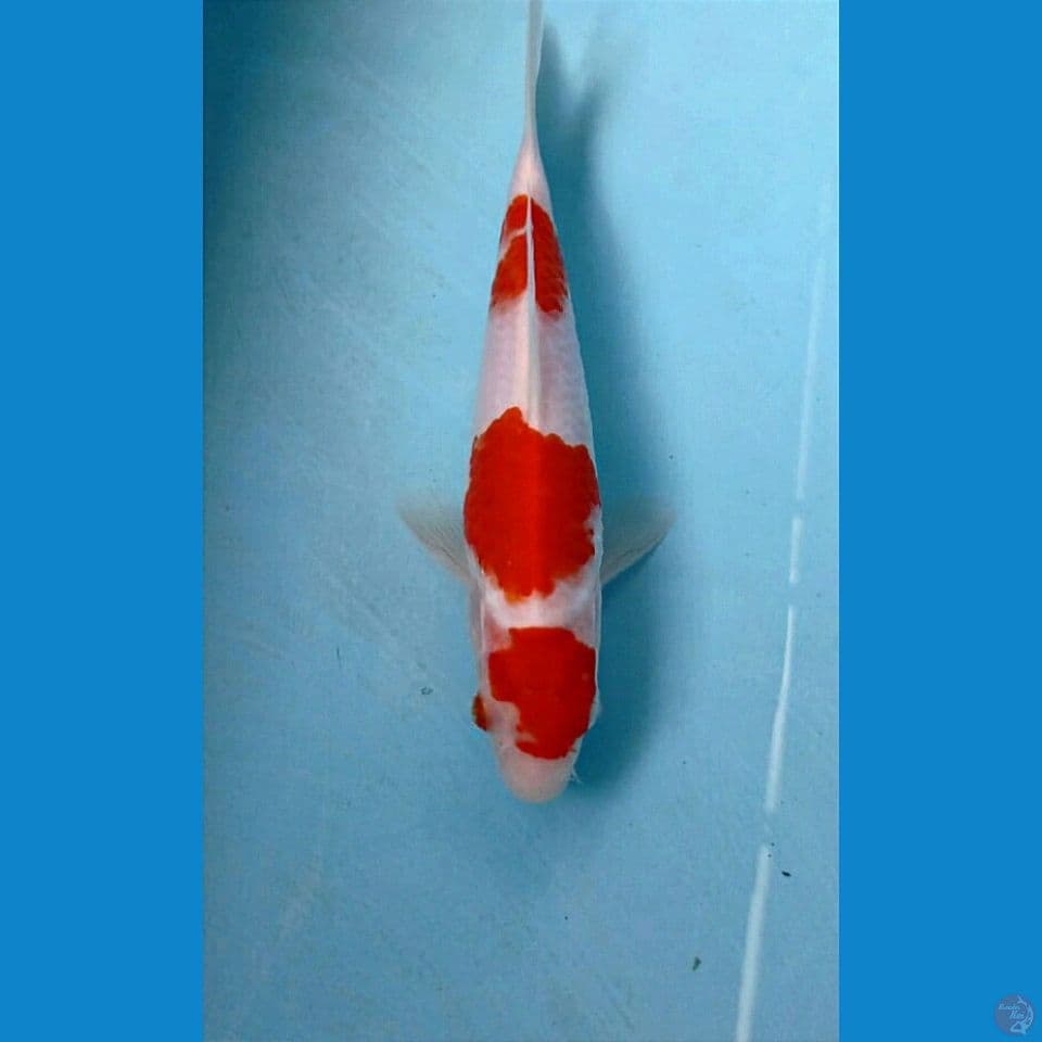 kohaku, 20 cm