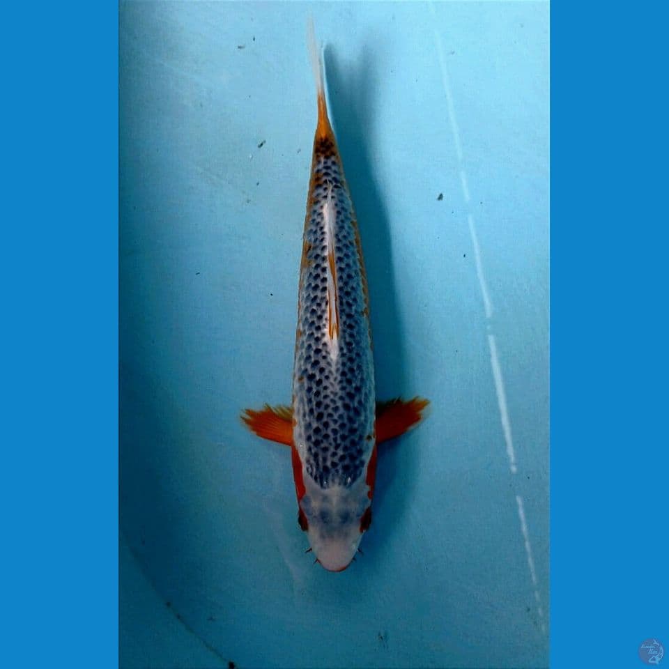 asagi, 28 cm