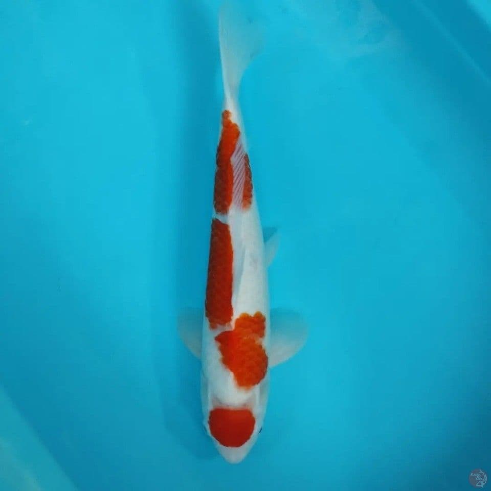 kohaku maruten 43cm