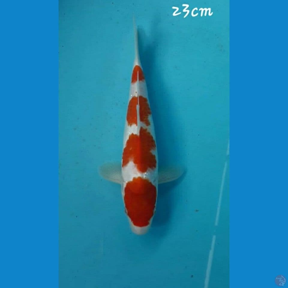 Kohaku 23cm