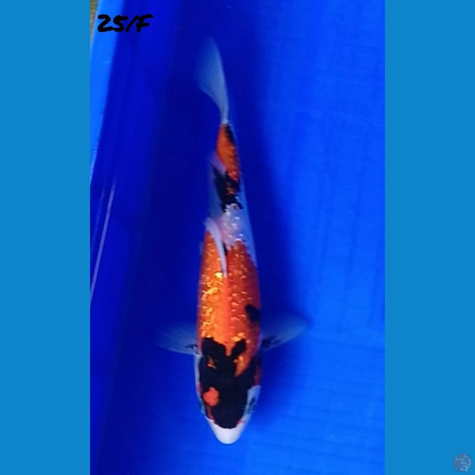 25/F GINRIN SHOWA ORI