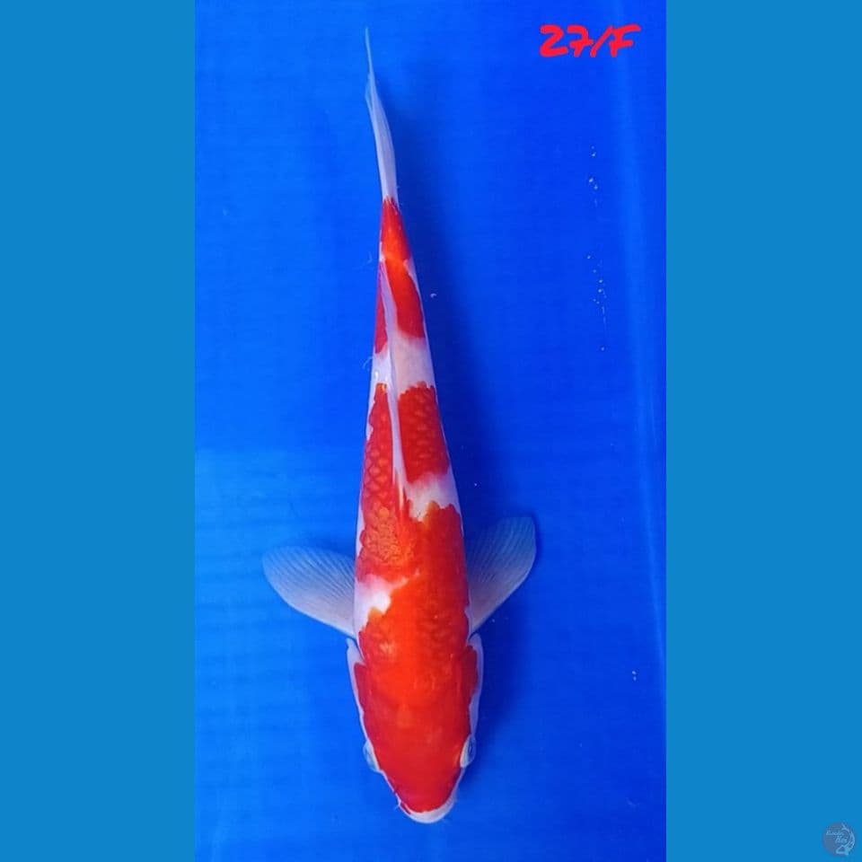 27/F KOHAKU