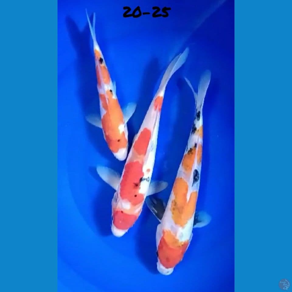 20-25 PAKET 3 EKOR