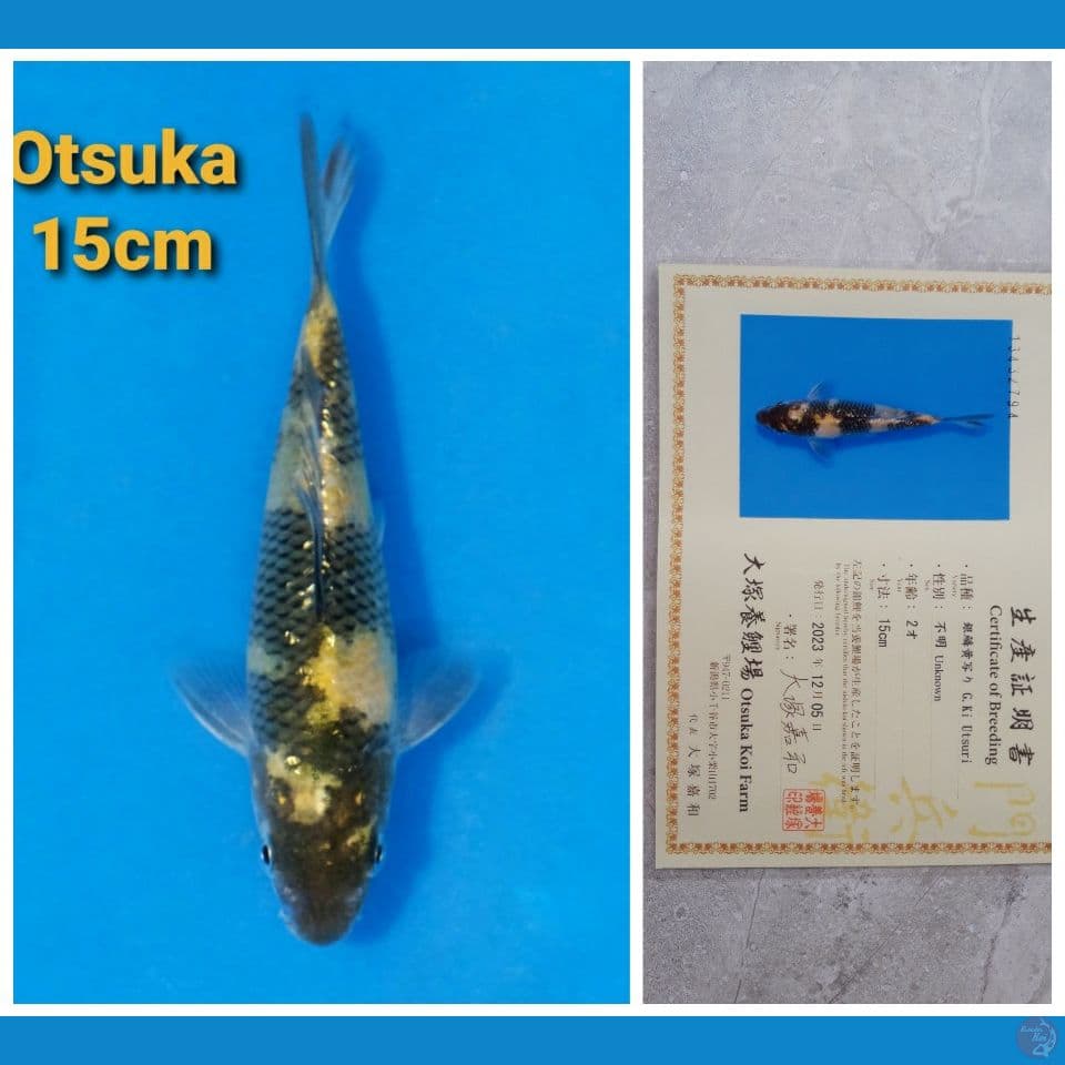 OTSUKA KIUTSURI GINRIN 15CM SERTI