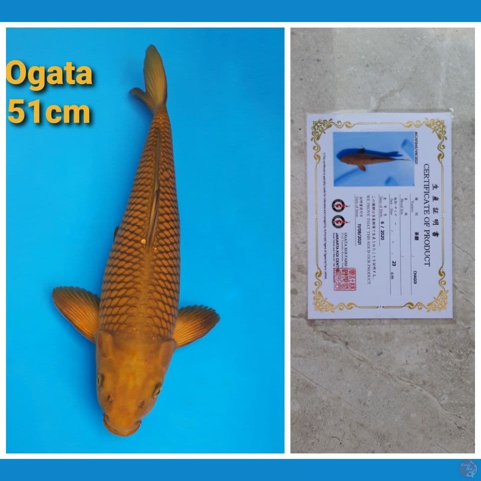 OGATA CHAGOI 51CM SERTI (JINAK)