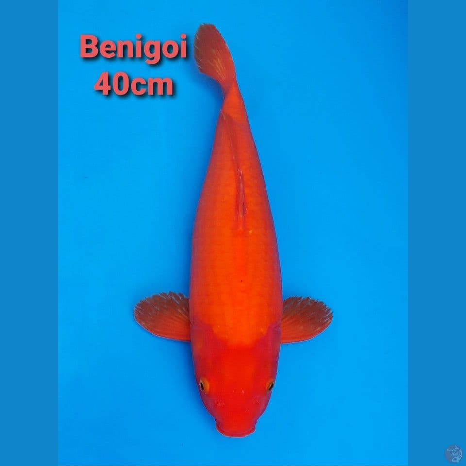 KHUSNUL BENIGOI 40CM (MERAH)
