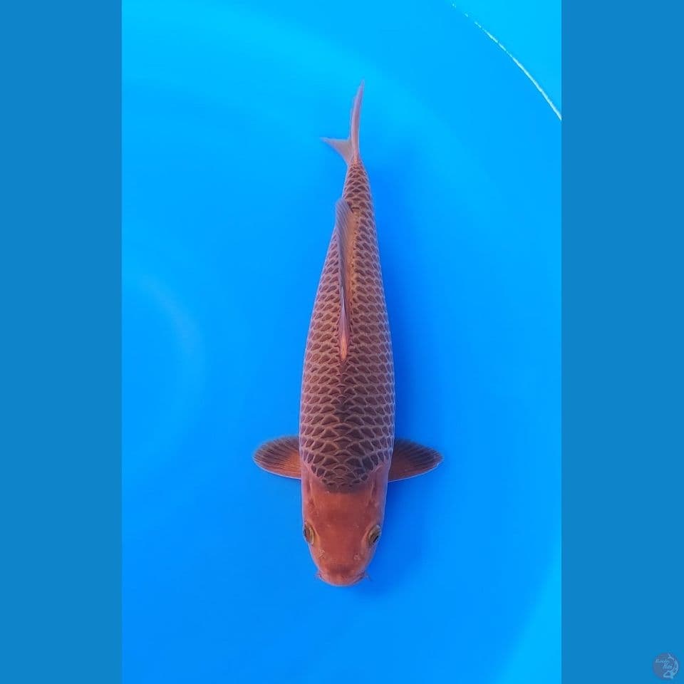 Caramel 31cm Jantan