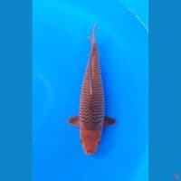 Caramel 31cm Jantan