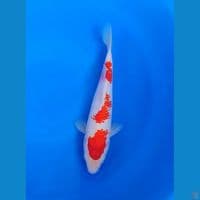 Kohaku Kanoko 30bu Betina