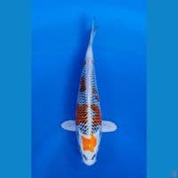 Kujaku 24cm Betina