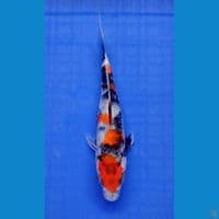 kindai showa 16 cm