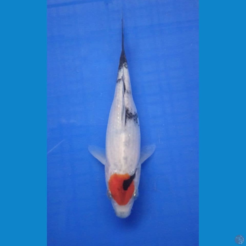 tancho showa 17 cm