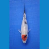 tancho showa 17 cm