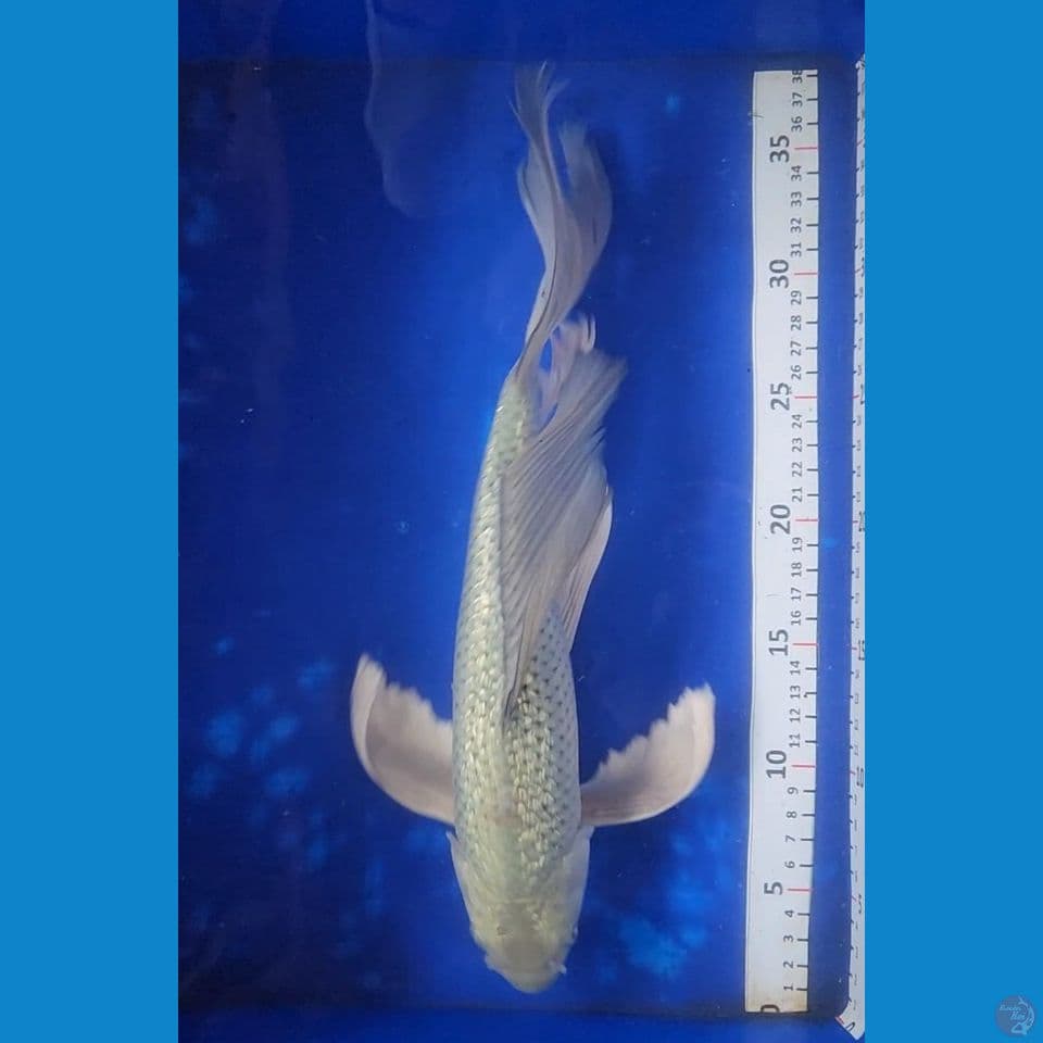 35cm soragoi ginrin kumpay