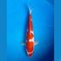 KOHAKU INAZUMA 29CM MALE