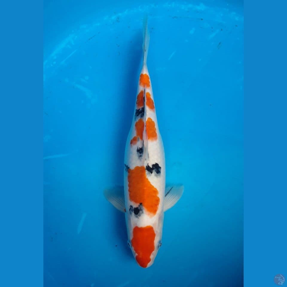 SANKE 32CM FEMALE