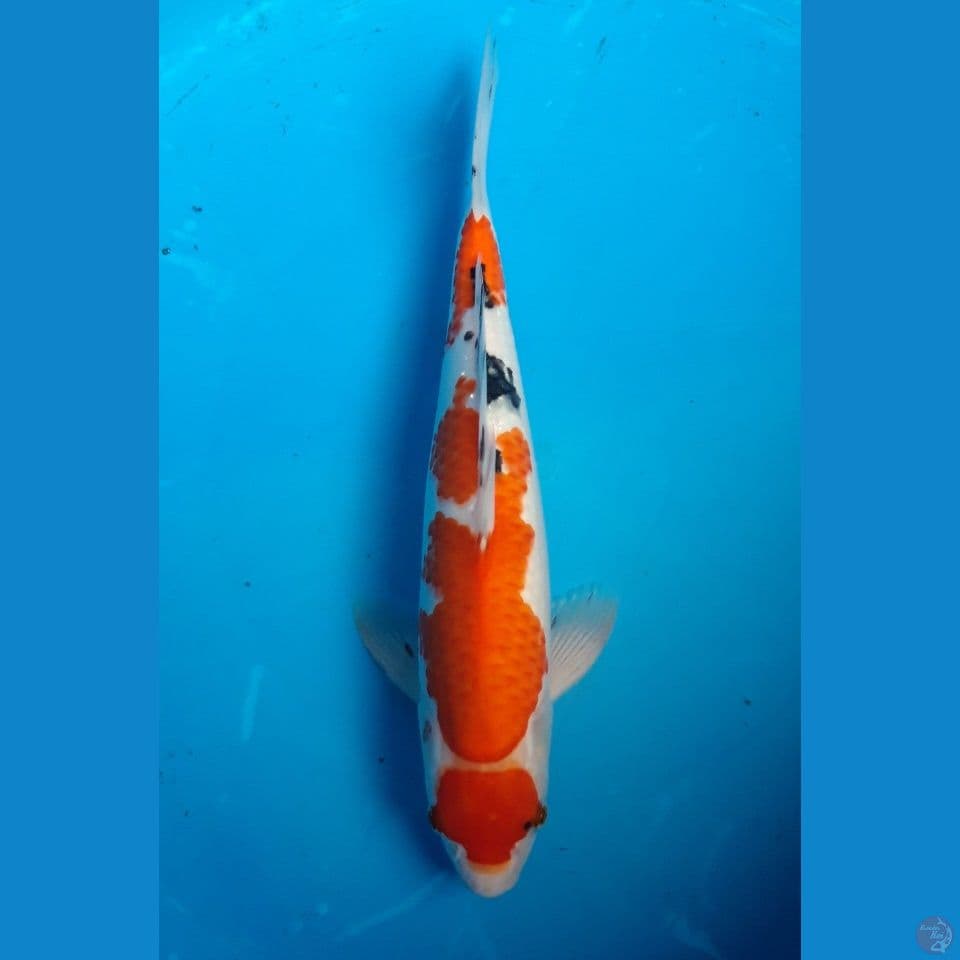 MARUTEN SANKE 34CM MALE