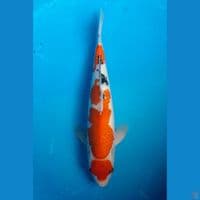 MARUTEN SANKE 34CM MALE