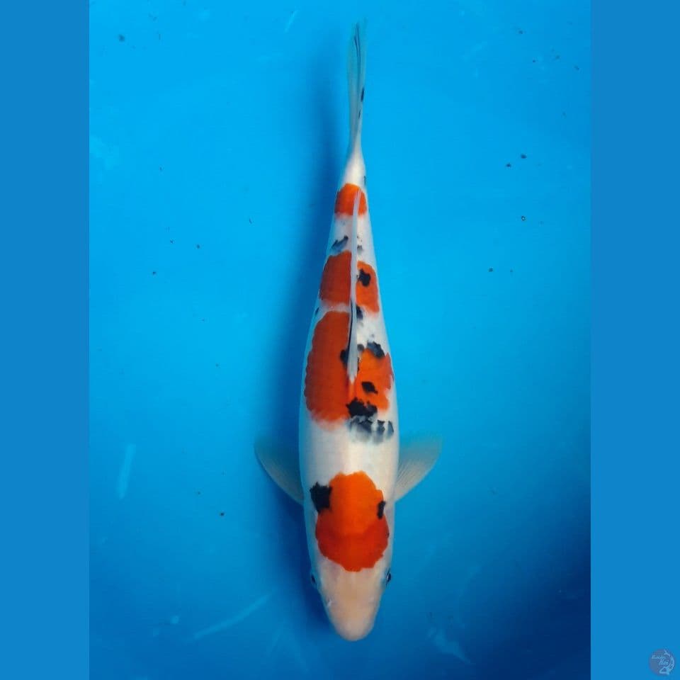 YONDAN SANKE 31CM FEMALE