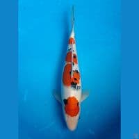 YONDAN SANKE 31CM FEMALE