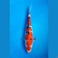 SANKE DOITSU 30CM FEMALE