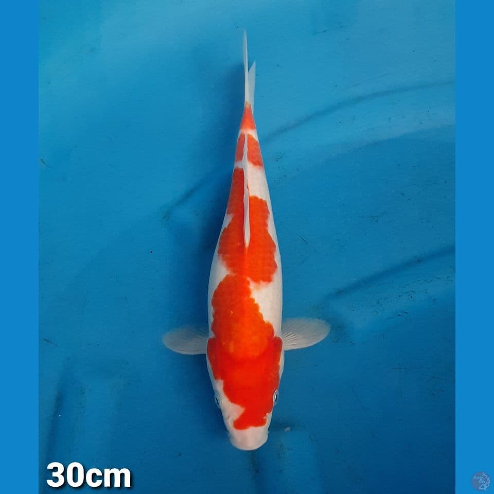 KOHAKU 30CM (FEMALE)