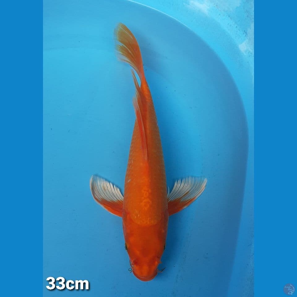 ORENJI 33CM(FEMALE)