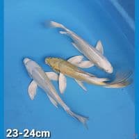 PAKET KUMPAI 23-24cm