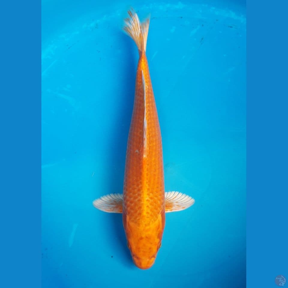 ORENJI 33CM MALE