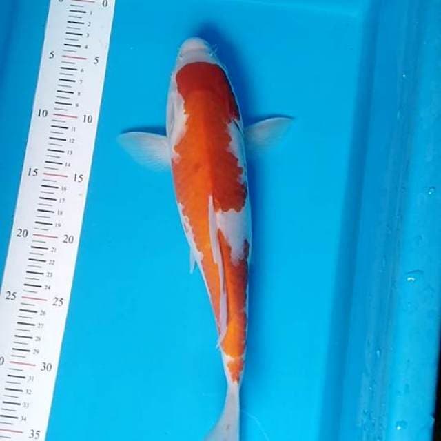 Kohaku