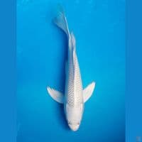 KUMPAY PLATINUM 26CM FEMALE