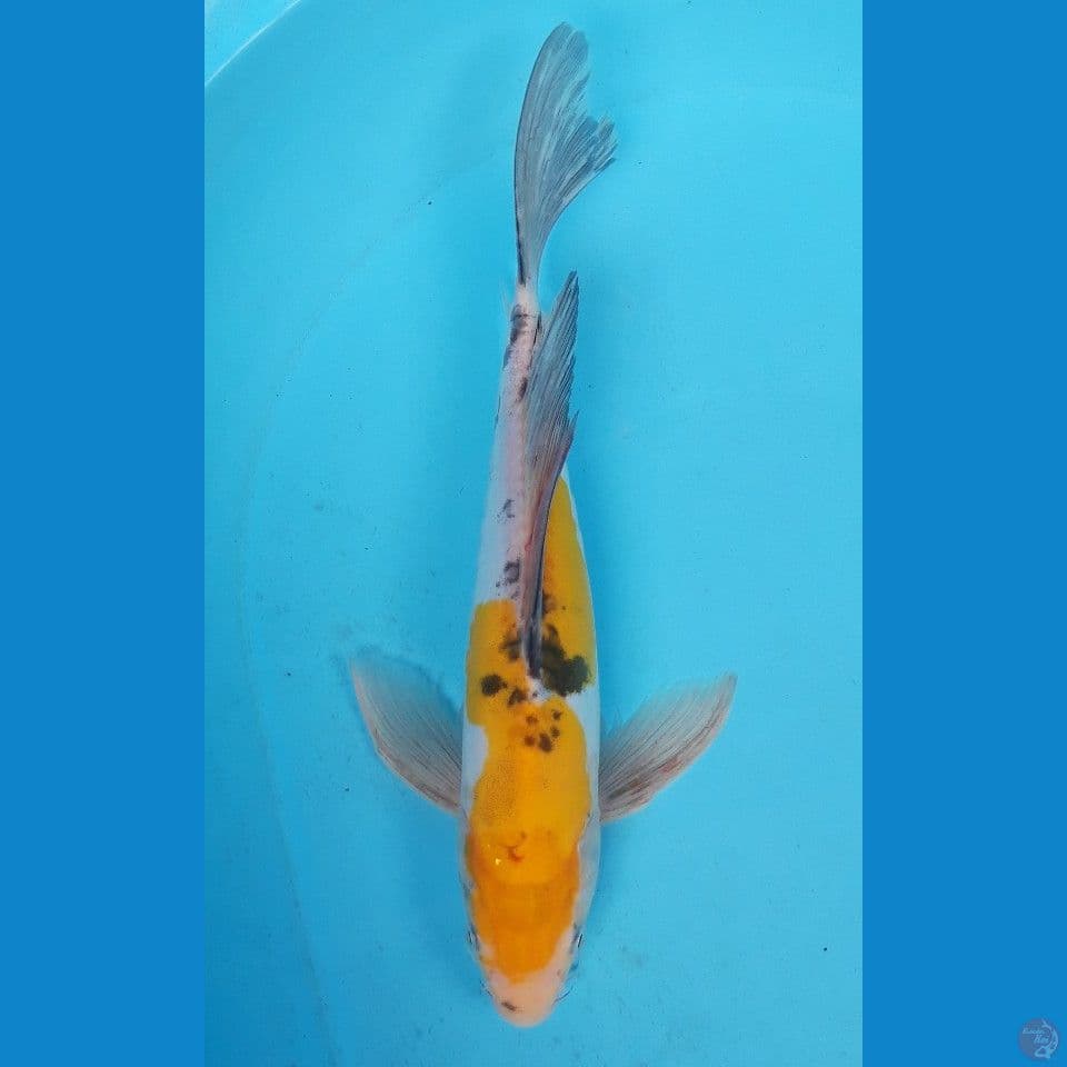 HEISEINHISIKI 31CM MALE