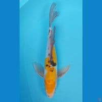 HEISEINHISIKI 31CM MALE